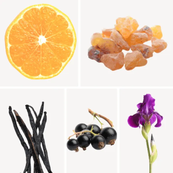 Duftnoten: Mandarine, Weihrauch, Vanille, schwarze Johannisbeere, Veilchen Duftnoten: Mandarine, Weihrauch, Vanille, schwarze Johannisbeere, Veilchen